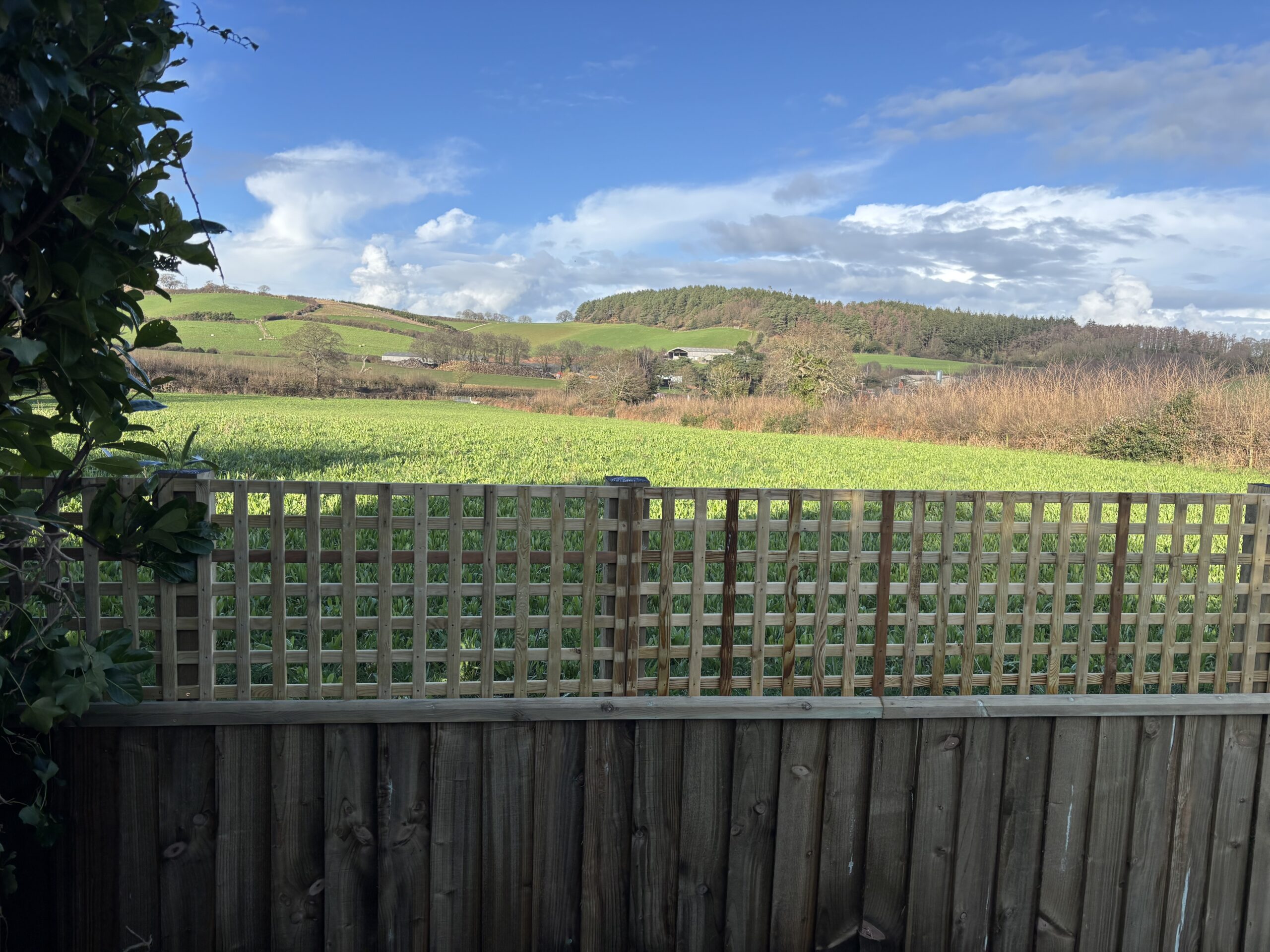 Trellis 4Ft Fence replacement east Devon